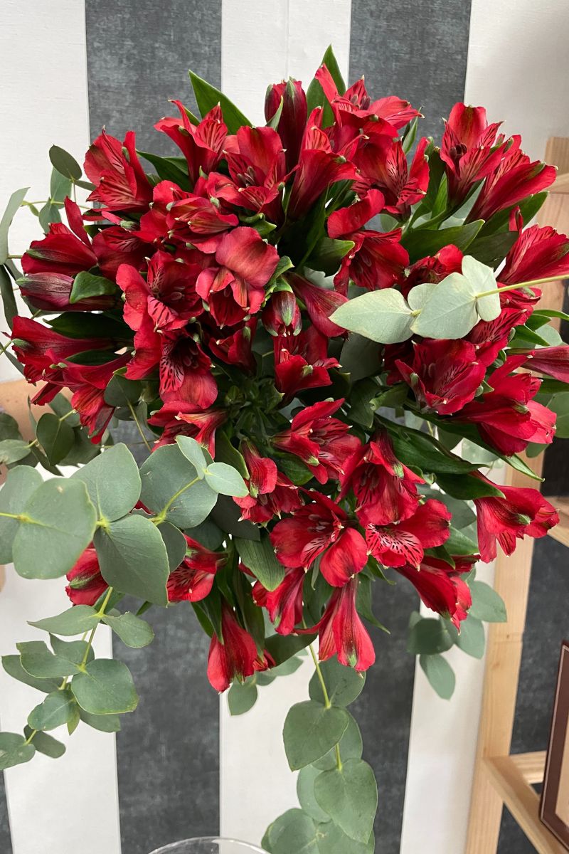 redimensión luwanda 2